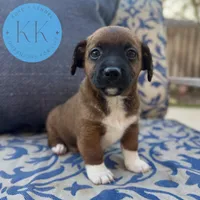 Rex, a male Chihuahua and Poodle - Miniature  for sale in Indialantic, FL – Photo 1 of 4