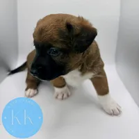 Rex, a male Chihuahua and Poodle - Miniature  for sale in Indialantic, FL – Photo 4 of 4