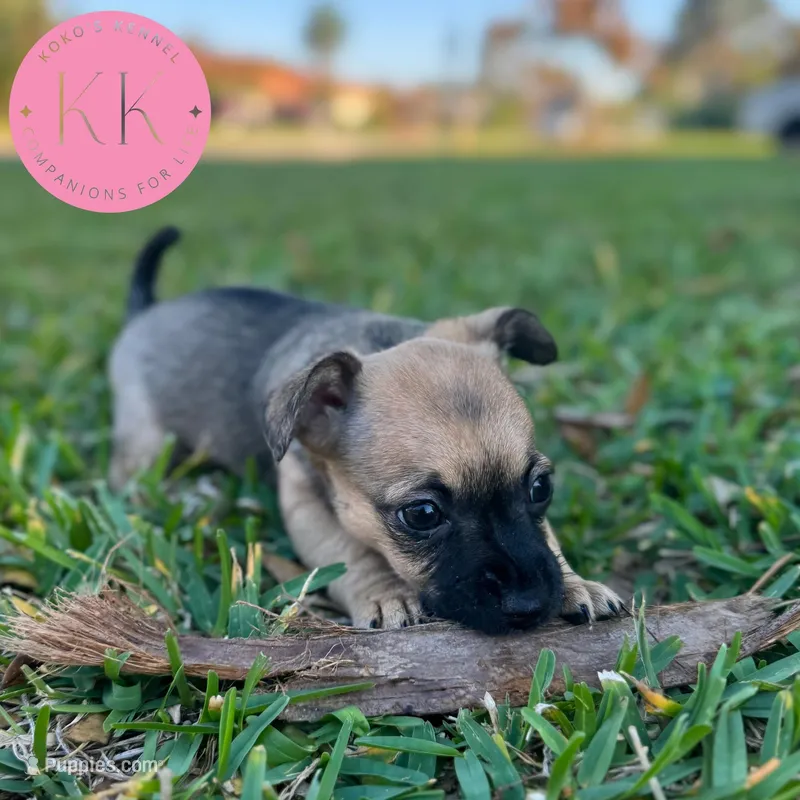 Roxy – Chihuahua, Poodle - Miniature  puppy for sale in Indialantic, FL