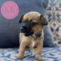 Roxy, a female Chihuahua and Poodle - Miniature  for sale in Indialantic, FL – Photo 1 of 3