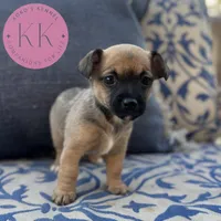 Roxy, a female Chihuahua and Poodle - Miniature  for sale in Indialantic, FL – Photo 2 of 3