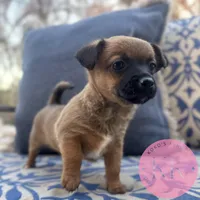 Rosemary, a female Chihuahua and Poodle - Miniature  for sale in Indialantic, FL – Photo 3 of 5