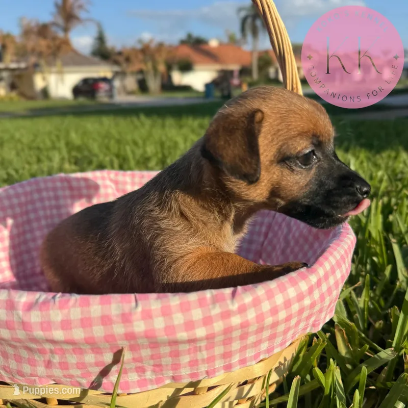 Rosemary – Chihuahua, Poodle - Miniature  puppy for sale in Indialantic, FL