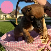 Rosemary, a female Chihuahua and Poodle - Miniature  for sale in Indialantic, FL – Photo 4 of 5
