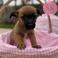 Rosemary, a female Chihuahua and Poodle - Miniature  for sale in Indialantic, FL – Photo 2 of 5