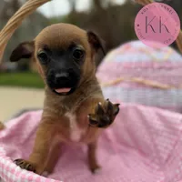 Rosemary, a female Chihuahua and Poodle - Miniature  for sale in Indialantic, FL – Photo 5 of 5