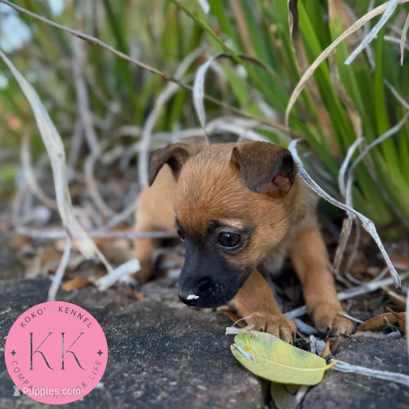 Rosemary – Chihuahua, Poodle - Miniature  puppy for sale in Indialantic, FL