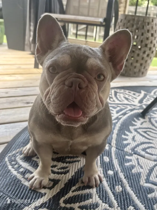 Bella – French Bulldog puppy for sale in Virginia Beach, VA