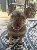 Bella, a female French Bulldog for sale in Virginia Beach, VA – 1 of 3