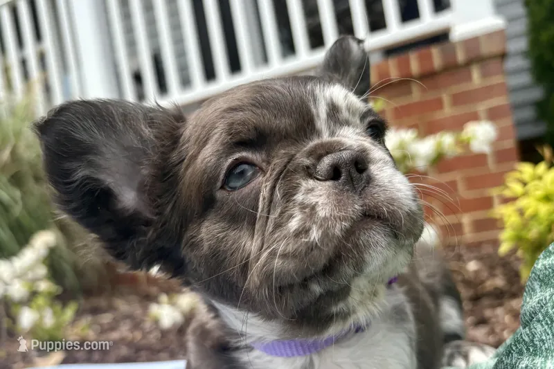 Rare Merle Fluffy aka Oreo AKC – French Bulldog puppy for sale in Virginia Beach, VA