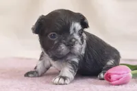 Oreo, a female French Bulldog for sale in Virginia Beach, VA – Photo 3 of 4