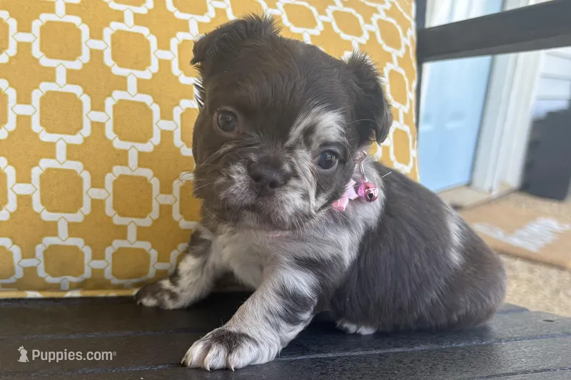 Oreo – French Bulldog puppy for sale in Virginia Beach, VA
