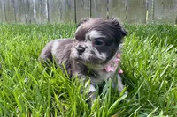 Oreo, a female French Bulldog for sale in Virginia Beach, VA – Photo 2 of 4