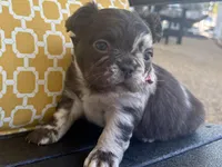 Rare Merle Fluffy aka Oreo, a female French Bulldog for sale in Virginia Beach, VA – Photo 3 of 7