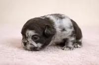 Oreo, a female French Bulldog for sale in Virginia Beach, VA – Photo 4 of 4