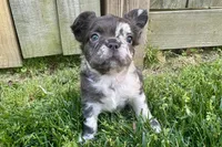 Rare Merle Fluffy aka Oreo, a female French Bulldog for sale in Virginia Beach, VA – Photo 3 of 10