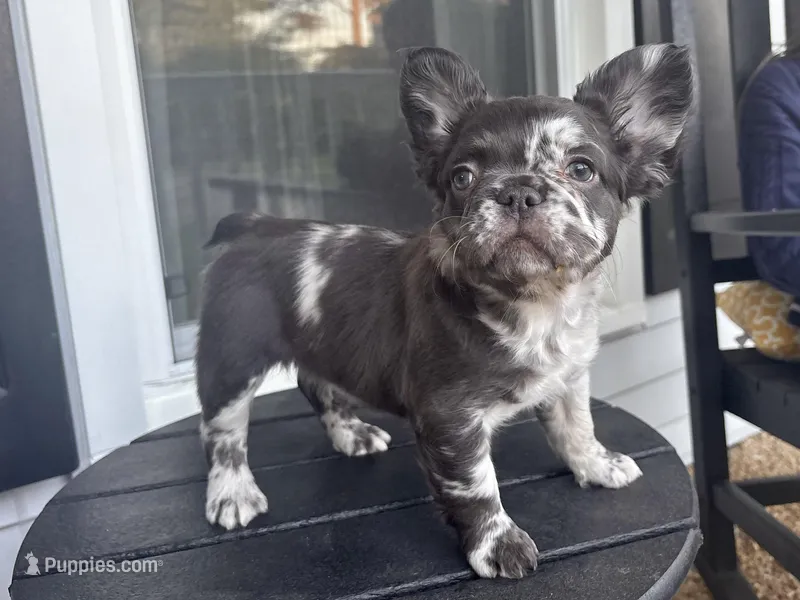 Rare Merle Fluffy aka Oreo AKC – French Bulldog puppy on hold in Virginia Beach, VA