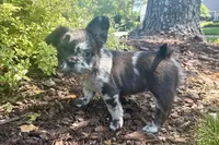 Rare Merle Fluffy aka Oreo AKC, a female French Bulldog for sale in Virginia Beach, VA – Photo 2 of 10