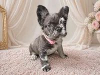 Rare Merle Fluffy aka Oreo AKC, a female French Bulldog for sale in Virginia Beach, VA – Photo 1 of 10