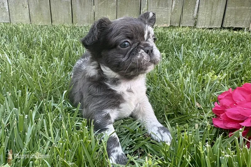 Rare Merle Fluffy aka Oreo – French Bulldog puppy for sale in Virginia Beach, VA
