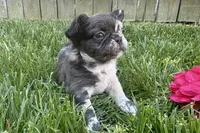Rare Merle Fluffy aka Oreo, a female French Bulldog for sale in Virginia Beach, VA – Photo 2 of 10