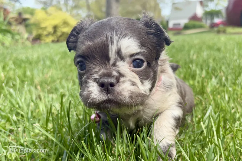 Oreo – French Bulldog puppy for sale in Virginia Beach, VA