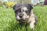 Oreo, a female French Bulldog for sale in Virginia Beach, VA – Photo 1 of 4