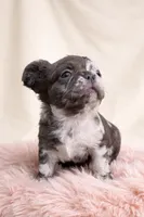 Rare Merle Fluffy aka Oreo, a female French Bulldog for sale in Virginia Beach, VA – Photo 1 of 10
