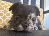 Rare Merle Fluffy aka Oreo, a female French Bulldog for sale in Virginia Beach, VA – Photo 2 of 7