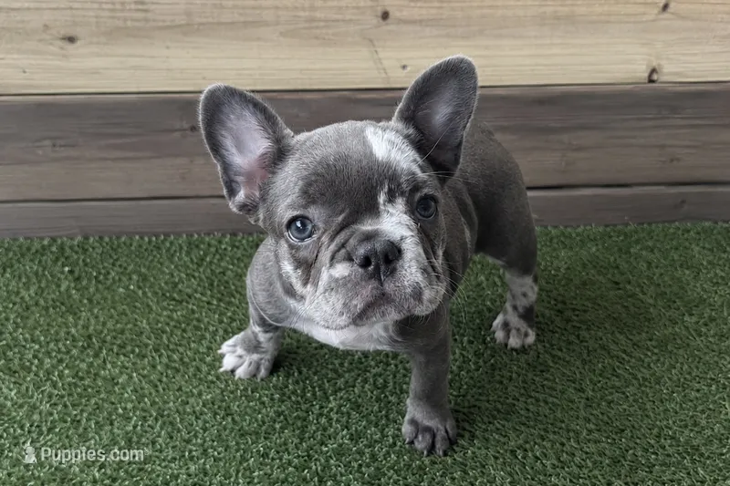 Merle Girl aka Luna – French Bulldog puppy for sale in Virginia Beach, VA