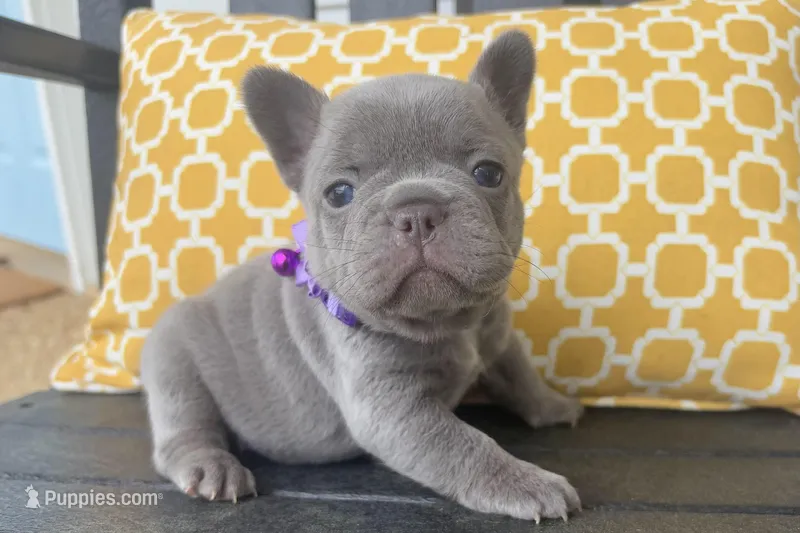 Daisy – French Bulldog puppy for sale in Virginia Beach, VA