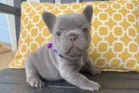 Daisy, a female French Bulldog for sale in Virginia Beach, VA – Photo 1 of 4
