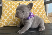 Daisy, a female French Bulldog for sale in Virginia Beach, VA – Photo 2 of 4