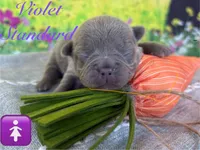 Daisy, a female French Bulldog for sale in Virginia Beach, VA – Photo 4 of 4