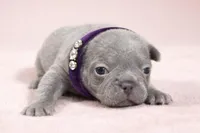 Daisy, a female French Bulldog for sale in Virginia Beach, VA – Photo 3 of 4