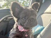 Visual Fluffy aka Misty, a female French Bulldog for sale in Virginia Beach, VA – Photo 4 of 9