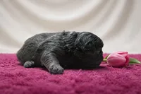 Misty, a female French Bulldog for sale in Virginia Beach, VA – Photo 4 of 4