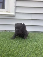 Misty, a female French Bulldog for sale in Virginia Beach, VA – Photo 2 of 4
