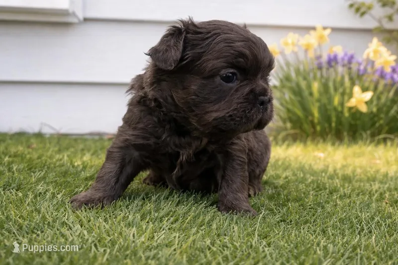 Misty – French Bulldog puppy for sale in Virginia Beach, VA