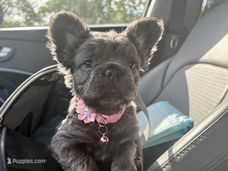 Visual Fluffy aka Misty, a female French Bulldog for sale in Virginia Beach, VA – Photo 1 of 9