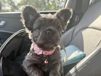 Visual Fluffy aka Misty, a female French Bulldog for sale in Virginia Beach, VA – Photo 1 of 9