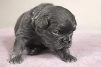 Misty, a female French Bulldog for sale in Virginia Beach, VA – Photo 3 of 4