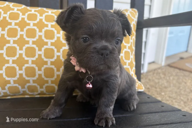 Misty – French Bulldog puppy for sale in Virginia Beach, VA