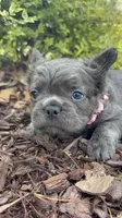 Visual Fluffy aka Misty, a female French Bulldog for sale in Virginia Beach, VA – Photo 1 of 7