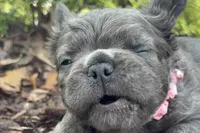 Visual Fluffy aka Misty, a female French Bulldog for sale in Virginia Beach, VA – Photo 2 of 7