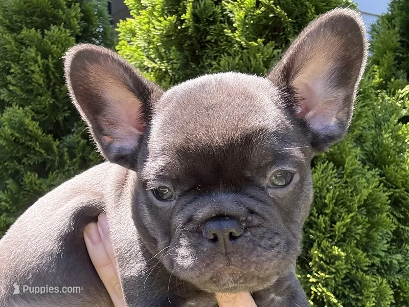 Chocolate Standard aka Milo – French Bulldog puppy for sale in Virginia Beach, VA