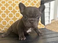 Chocolate Standard aka Milo, a male French Bulldog for sale in Virginia Beach, VA – Photo 1 of 4