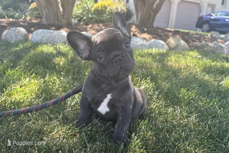 Chocolate Standard aka Milo – French Bulldog puppy for sale in Virginia Beach, VA