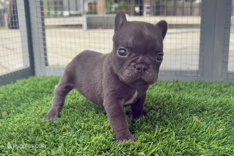 Peanut – French Bulldog puppy for sale in Virginia Beach, VA