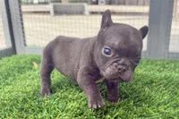 Peanut, a female French Bulldog for sale in Virginia Beach, VA – Photo 2 of 2